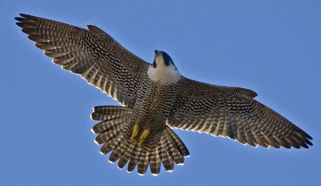 a falcon flying